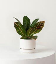 Coco Coir Pole - Image 3